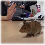 Megrázó fotók! Egérinvázió a Juvéban!